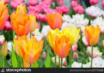 Beautiful multicolored tulips on spring flowerbed. Nature background.