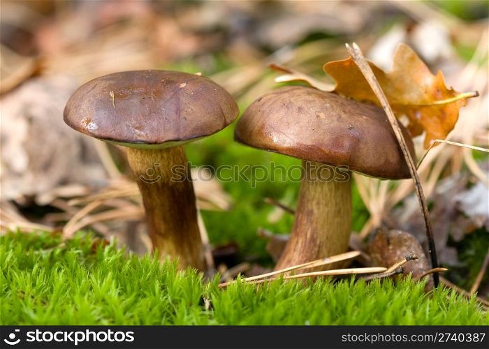 Beautiful mushroom grow in the moss