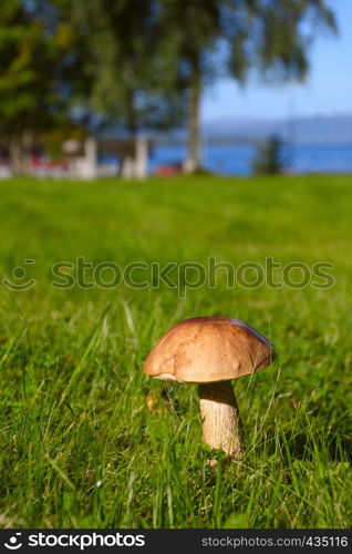 beautiful mushroom illuminated by the sunlight growing at the green grass meadow