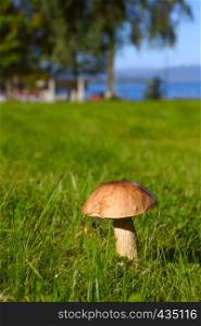 beautiful mushroom illuminated by the sunlight growing at the green grass meadow