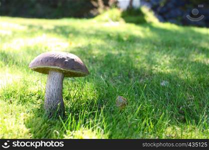 beautiful mushroom illuminated by the sunlight growing at the green grass meadow