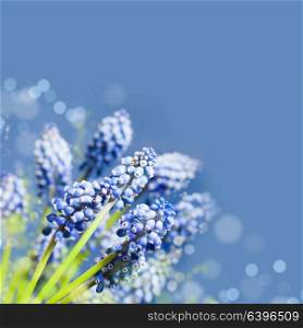 Beautiful muskari bokeh flower on the blue background. Wonderful muskari bokeh flower