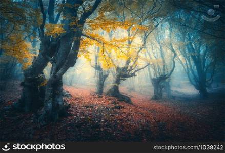 Beautiful mystical forest in blue fog at sunrise in autumn. Colorful landscape with enchanted trees with orange and red leaves. Scenery with path in dreamy foggy forest. Fall colors in october. Nature