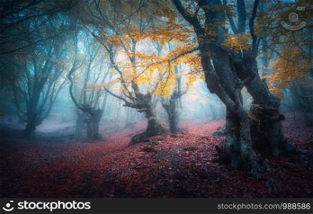 Beautiful mystical forest in blue fog in autumn. Colorful landscape with enchanted trees with orange and red leaves. Scenery with path in dreamy foggy forest. Fall colors in october. Nature background