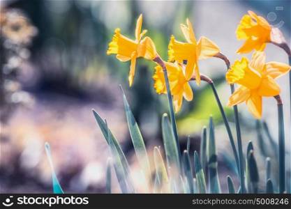 Beautiful narcissists or Daffodils in garden or park, closeup. Outdoor floral springtime nature