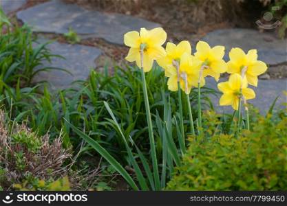 beautiful narcissus in the park
