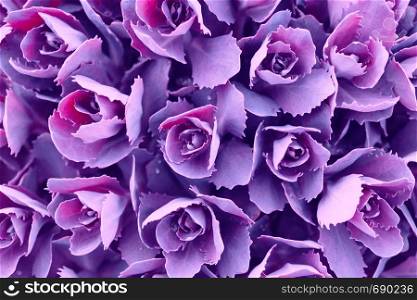 Beautiful natural background from ornamental cabbage inflorescences. wallpaper for screensavers
