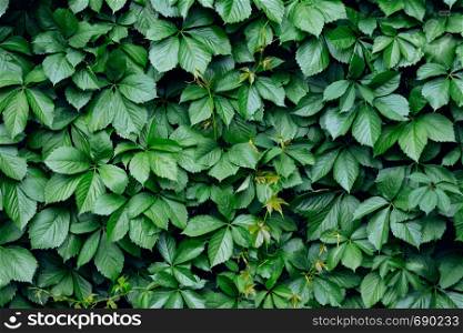Beautiful natural background from the leaves of wild grapes. wallpaper for screensavers