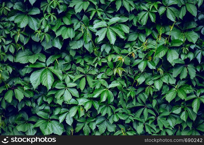 Beautiful natural background from the leaves of wild grapes. wallpaper for screensavers