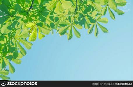 Beautiful natural background. Green leaves of chestnut against the blue sky on a clear summer day