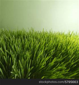 Beautiful natural background with fresh spring grass. Fresh green grass