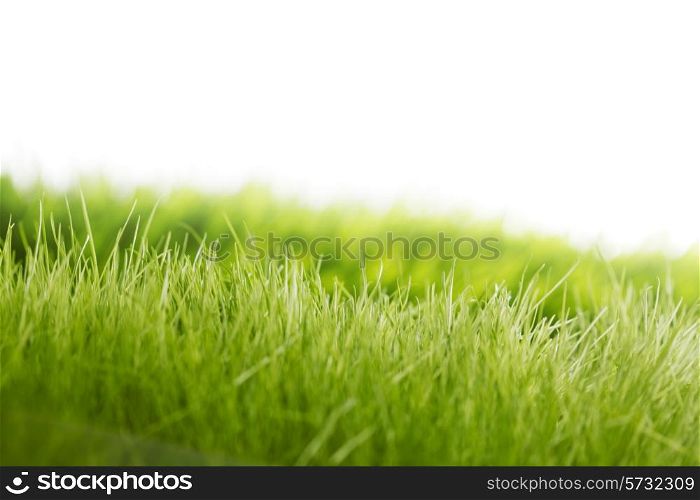 Beautiful natural background with fresh spring grass with white copy space