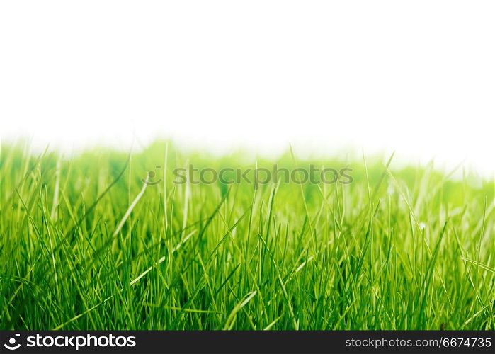 Beautiful natural background with fresh spring grass with white copy space. Fresh green grass