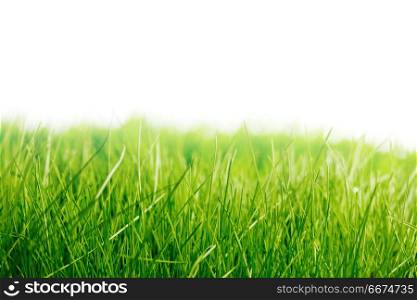 Beautiful natural background with fresh spring grass with white copy space. Fresh green grass