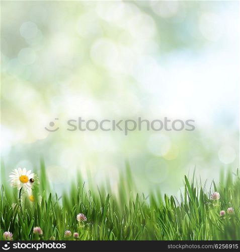 Beautiful natural backgrounds with green grass and copy space for your design