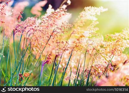 Beautiful natural landscape bright colorful the field red flower of tropical grass under the sunlight in the meadow during sunset, orange yellow green for the summer nature background. Sunset at field flower grass