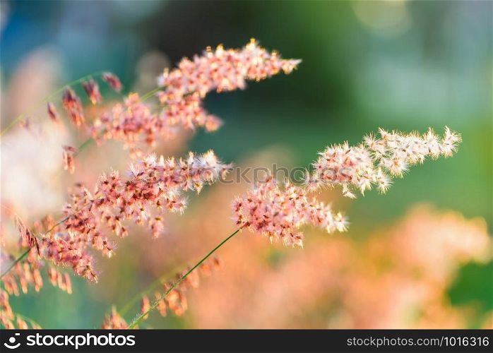 Beautiful natural landscape bright colorful the field red flower of tropical grass under the sunlight in the meadow during sunset, orange yellow green for the summer nature background. Sunset at field flower grass