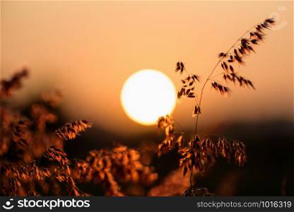 Beautiful natural landscape bright colorful the field red flower of tropical grass under the sun and sunlight in the meadow during sunset, warm orange for the summer nature background. Sun at sunset in field flower grass