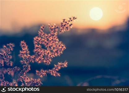 Beautiful natural landscape bright the field red flower of tropical grass under the sun and sunlight in the meadow during sunset, warm orange vintage tone for the summer nature background. Sunset in field grass vintage tone