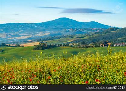 Beautiful natural landscape of green Hilly Tuscan Field in summer with the Italian typical house the red poppy field, the cypresses tree and the agricultural field in Tuscany, Italy