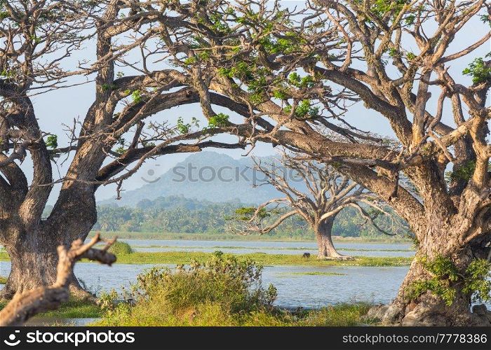 Beautiful natural landscapes in Sri Lanka- big trees on the lake