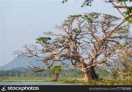 Beautiful natural landscapes in Sri Lanka- big trees on the lake