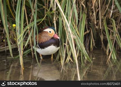 Beautiful natural portrait of mandarin duck in the wild