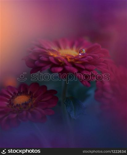 Beautiful Nature Background.Creative Artistic Wallpaper.Abstract Macro Photography.Soft Focus.Floral Art Design.Close up View.Happy Holidays.Celebration,love.Violet Color.Colorful Chrysanthemum Flowers.Red Daisy Flower.