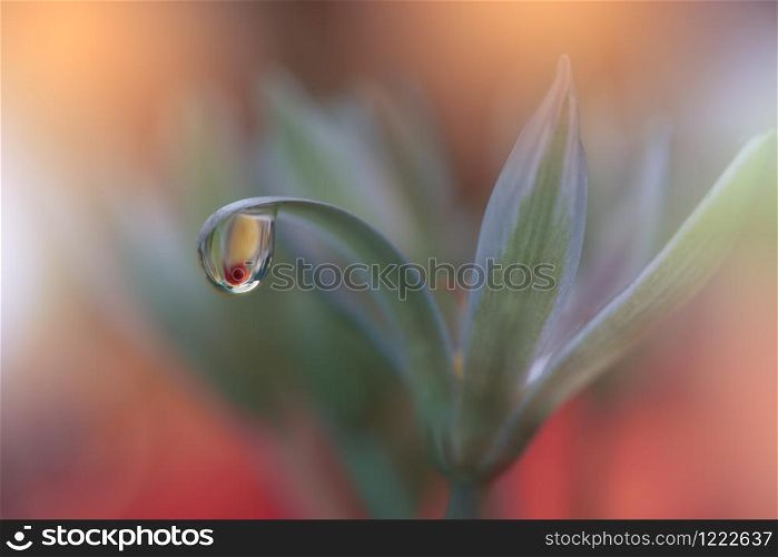 Beautiful Nature Background.Creative Artistic Wallpaper.Abstract Macro Photography.Soft Focus.Floral Art Design.Close up View.Happy Holidays.Celebration,love.Orange Color.Colorful White Flowers.Wildflower and Waterdrop.