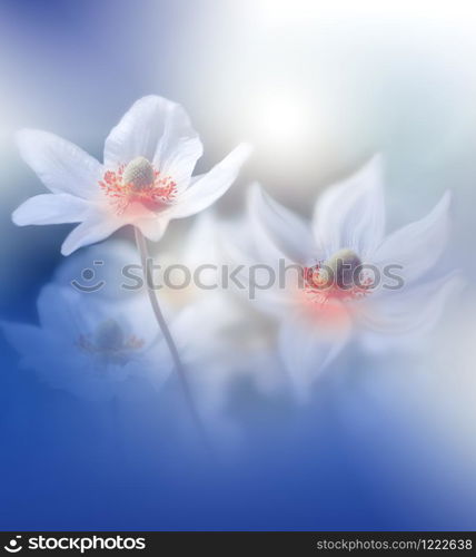 Beautiful Nature Background.Floral Art Design.Abstract Macro Photography.Anemone Flower.Pastel Flowers.White Background.Creative Artistic Wallpaper.Wedding Invitation.Celebration,love.Close up View.Happy Holidays.Copy Space.Classic Blue Color of the Year.
