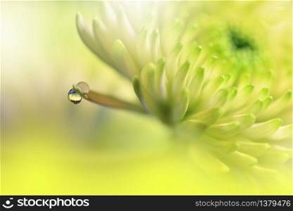 Beautiful Nature Background.Floral Art Design.Abstract Macro Photography.Chrysanthemum Flower.Pastel Flowers.Yellow Background.Creative Artistic Wallpaper.Wedding Invitation.Celebration,love.Close up View.Happy Holidays.Golden Color.Copy Space.