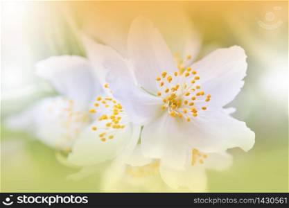 Beautiful Nature Background.Floral Art Design.Abstract Macro Photography.Colorful Flower.Blooming Spring Flowers.Creative Artistic Wallpaper.Celebration,love.Close up View.Happy Holidays.Copy Space.White Color.Jasmine Blossom Tree.Wedding Invitation.Golden Color.