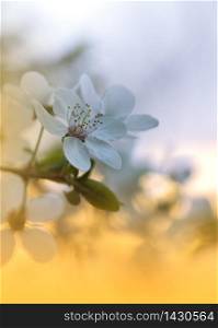 Beautiful Nature Background.Floral Art Design.Abstract Macro Photography.Colorful Flower.Blooming Spring Flowers.Creative Artistic Wallpaper.Celebration,love.Close up View.Happy Holidays.Copy Space.White Color.Sakura Cherry Blossom Tree.Wedding Invitation.Sunset Sky.