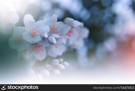 Beautiful Nature Background.Floral Art Design.Abstract Macro Photography.Colorful Flower.Blooming Spring Flowers.Creative Artistic Wallpaper.Celebration,love.Close up View.Happy Holidays.Copy Space.White Color.Jasmine Blossom Tree.Wedding Invitation.Blue Sky.