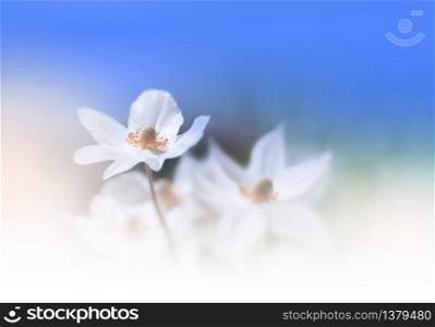 Beautiful Nature Background.Floral Art Design.Abstract Macro Photography.Colorful Flower.Pastel Flowers.Blue Background.Creative Artistic Wallpaper.Celebration,love.Close up View.Happy Holidays.Copy Space.Classic Blue Color of the Year.