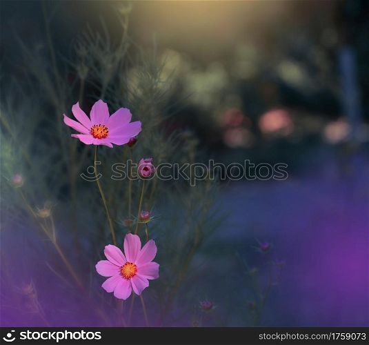 Beautiful Nature Background.Floral Art Design.Abstract Macro Photography.Cosmos Flowers.Pastel Flowers.Violet Background.Creative Artistic Wallpaper.Wedding Invitation.Celebration,love.Close up View.Happy Holidays.Blue Color.Copy Space.
