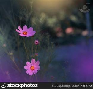 Beautiful Nature Background.Floral Art Design.Abstract Macro Photography.Cosmos Flowers.Pastel Flowers.Violet Background.Creative Artistic Wallpaper.Wedding Invitation.Celebration,love.Close up View.Happy Holidays.Blue Color.Copy Space.
