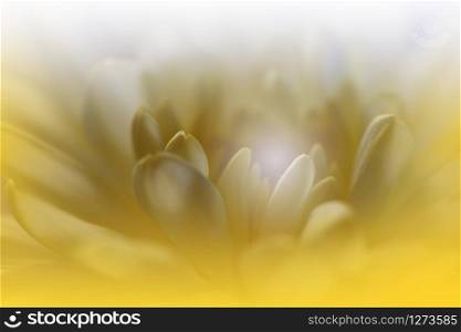 Beautiful Nature Background.Floral Art Design.Abstract Macro Photography.Daisy Flower.Pastel Chrysanthemum Flowers.Yellow Background.Creative Artistic Wallpaper.Wedding Invitation.Celebration,love.Close up View.Happy Holidays.Golden Color.Copy Space.