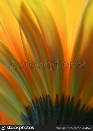 Beautiful Nature Background.Floral Art Design.Abstract Macro Photography.Daisy Flower.Pastel Flowers.Yellow Background.Creative Artistic Wallpaper.Wedding Invitation.Celebration,love.Close up View.Happy Holidays.Golden Color.Copy Space.