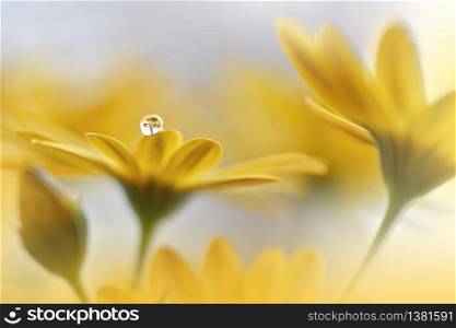 Beautiful Nature Background.Floral Art Design.Abstract Macro Photography.Daisy Flower.Pastel Flowers.Yellow Background.Creative Artistic Wallpaper.Wedding Invitation.Celebration,love.Close up View.Happy Holidays.Golden Color.Copy Space.