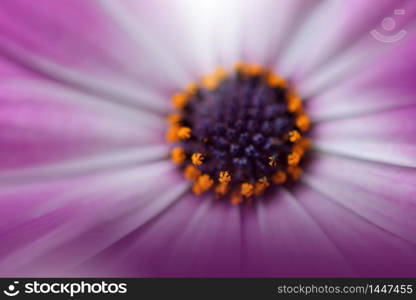 Beautiful Nature Background.Floral Art Design.Abstract Macro Photography.Daisy Flower.Pastel Flowers.Violet Background.Creative Artistic Wallpaper.Wedding Invitation.Celebration,love.Close up View.Happy Holidays.Pink Color.Copy Space.