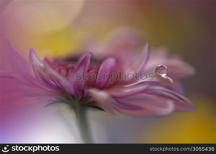 Beautiful Nature Background.Floral Art Design.Abstract Macro Photography.Daisy Flower.Pastel Flowers.Pink Background.Creative Artistic Wallpaper.Wedding Invitation.Celebration,love.Close up View.Happy Holidays.Golden Color.Copy Space.