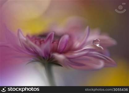 Beautiful Nature Background.Floral Art Design.Abstract Macro Photography.Daisy Flower.Pastel Flowers.Pink Background.Creative Artistic Wallpaper.Wedding Invitation.Celebration,love.Close up View.Happy Holidays.Golden Color.Copy Space.