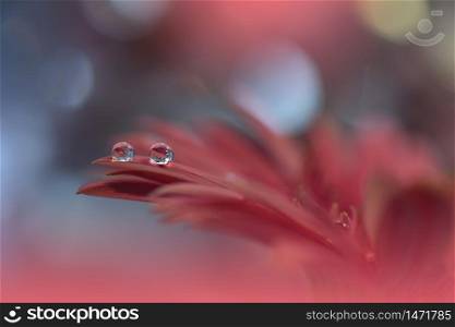 Beautiful Nature Background.Floral Art Design.Abstract Macro Photography.Gerbera Daisy Flower.Pastel Flowers.Red Background.Creative Artistic Wallpaper.Wedding Invitation.Celebration,love.Close up View.Happy Holidays.Vibrant Color.Copy Space.Water Drop.