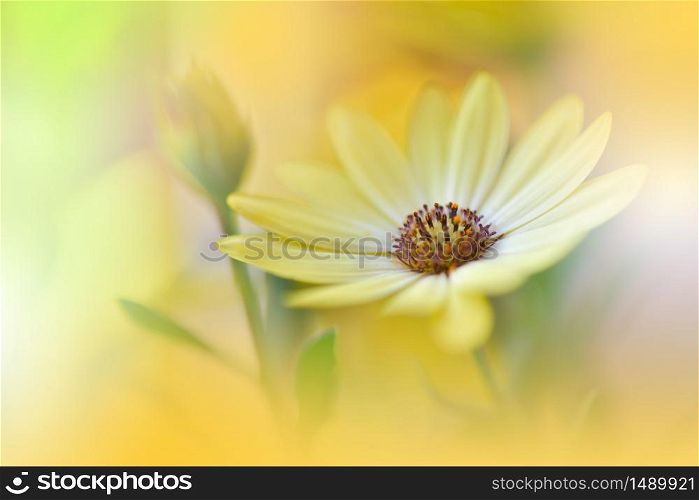Beautiful Nature Background.Floral Art Design.Abstract Macro Photography.Gerbera Daisy Flower.Pastel Flowers.Orange Background.Creative Artistic Wallpaper.Wedding Invitation.Celebration,love.Close up View.Happy Holidays.Golden Color.Copy Space.