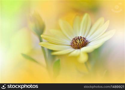 Beautiful Nature Background.Floral Art Design.Abstract Macro Photography.Gerbera Daisy Flower.Pastel Flowers.Orange Background.Creative Artistic Wallpaper.Wedding Invitation.Celebration,love.Close up View.Happy Holidays.Golden Color.Copy Space.