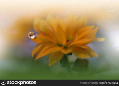 Beautiful Nature Background.Floral Art Design.Abstract Macro Photography.Gerbera Daisy Flower.Pastel Flowers.Yellow Background.Creative Artistic Wallpaper.Wedding Invitation.Celebration,love.Close up View.Happy Holidays.Golden Color.Copy Space.Water Drop.