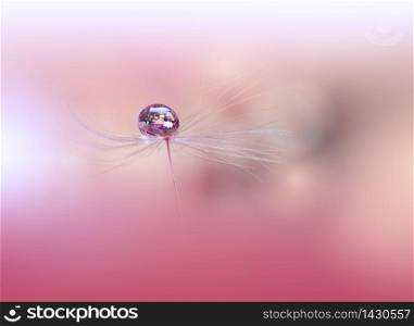 Beautiful Nature Background.Floral Art Design.Abstract Macro Photography.Pastel Flower.Dandelion Flowers.Pink Background.Creative Artistic Wallpaper.Wedding Invitation.Celebration,love.Close up View.Water Drops.Tranquil Natural Background.