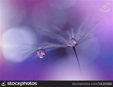 Beautiful Nature Background.Floral Art Design.Abstract Macro Photography.Pastel Flower.Dandelion Flowers.Violet Background.Creative Artistic Wallpaper.Wedding Invitation.Celebration,love.Close up View.Water Drops.Tranquil Natural Background.