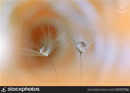 Beautiful Nature Background.Floral Art Design.Abstract Macro Photography.Pastel Flower.Dandelion Flowers.Yellow Background.Creative Artistic Wallpaper.Wedding Invitation.Celebration,love.Close up View.Water Drops.Tranquil Natural Background.